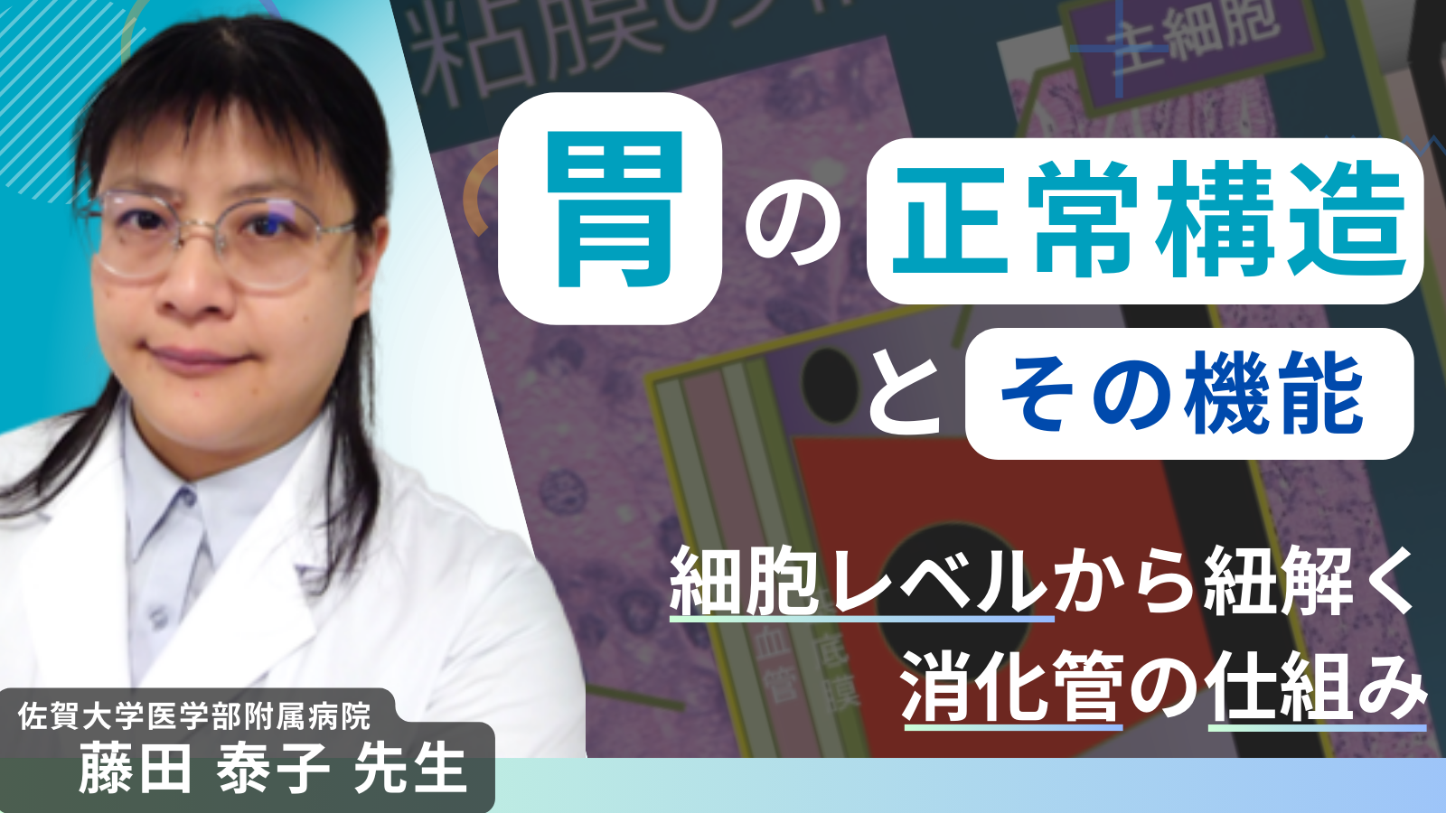 胃の正常構造とその機能 〜細胞レベルから紐解く消化管の仕組み〜